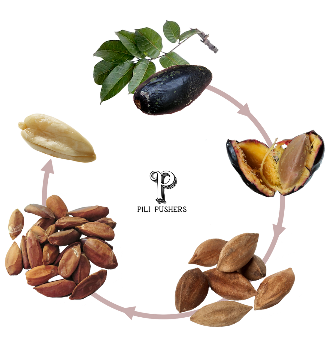 Diagram of the pili nut journey from fruit to dried, activated nut